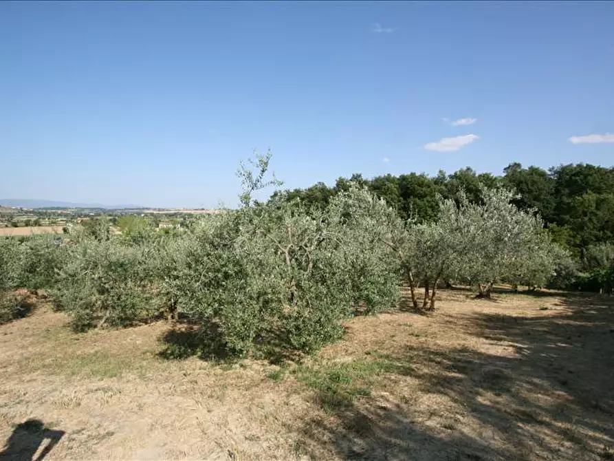 Immagine 2 di Terreno in vendita  a Foiano Della Chiana