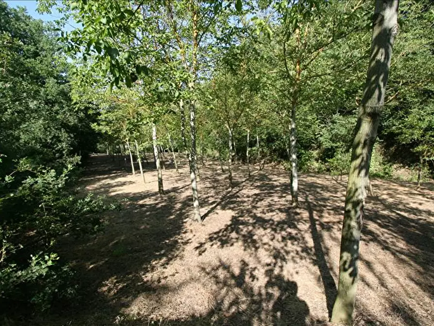 Immagine 5 di Terreno in vendita  a Foiano Della Chiana