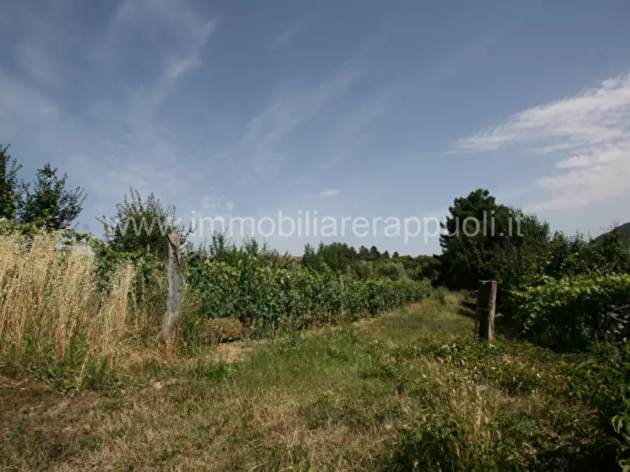 Immagine 7 di Rustico / casale in vendita  a Trequanda