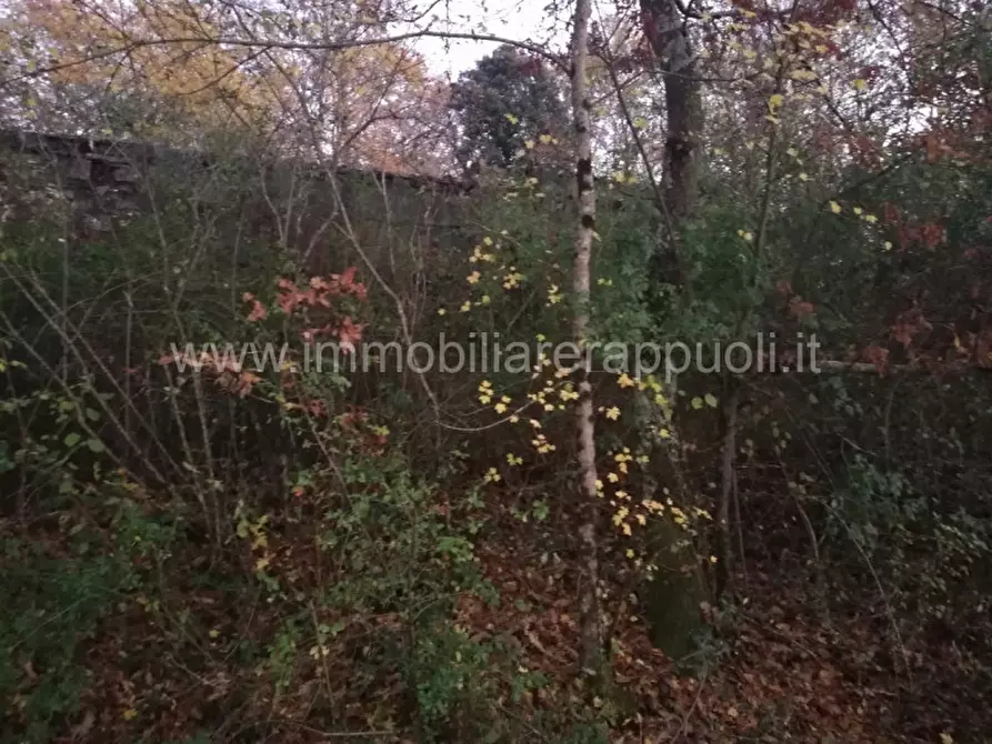 Immagine 6 di Rustico / casale in vendita  a Rapolano Terme