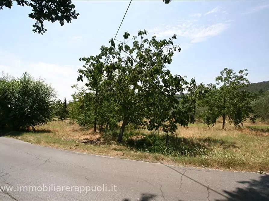 Immagine 3 di Terreno in vendita  a Sinalunga