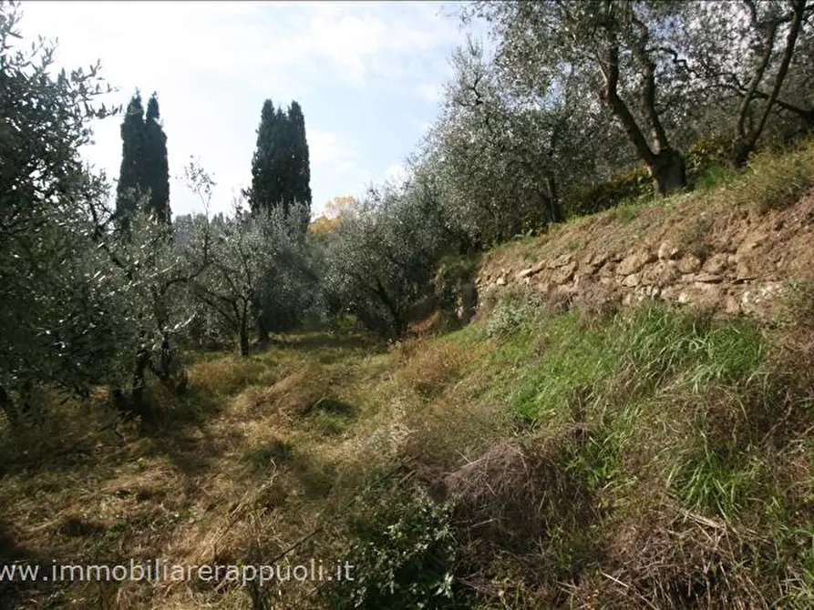 Immagine 1 di Terreno in vendita  a Sinalunga