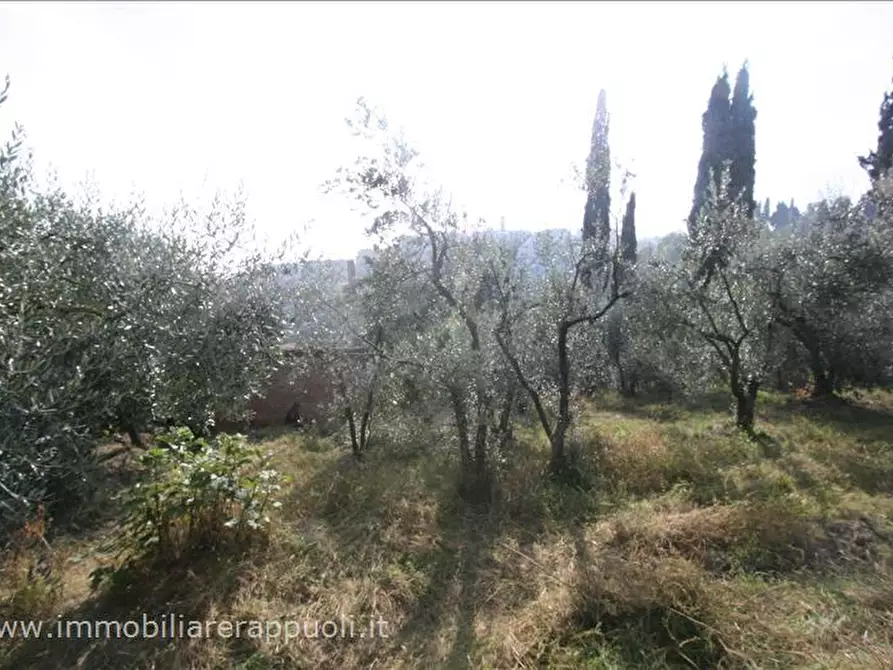 Immagine 2 di Terreno in vendita  a Sinalunga