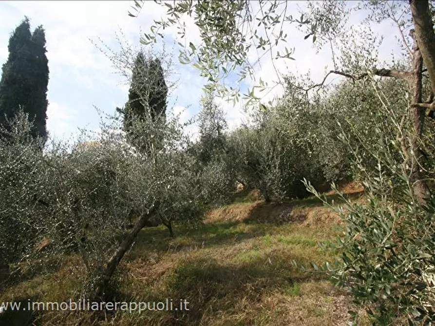 Immagine 3 di Terreno in vendita  a Sinalunga