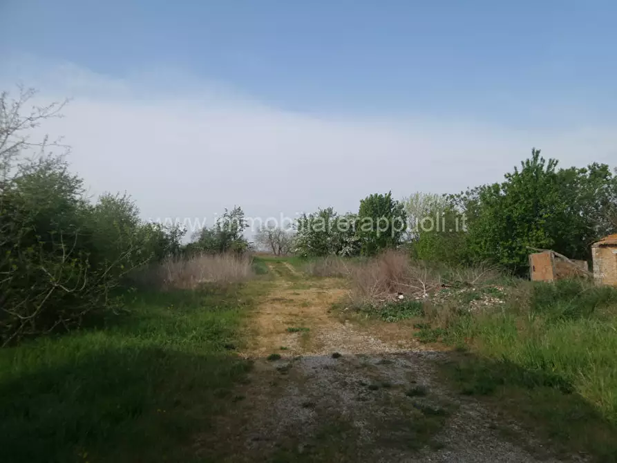 Immagine 7 di Rustico / casale in vendita  a Rapolano Terme