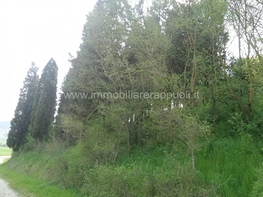 Immagine 45 di Rustico / casale in vendita  a Rapolano Terme