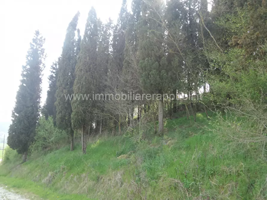 Immagine 46 di Rustico / casale in vendita  a Rapolano Terme