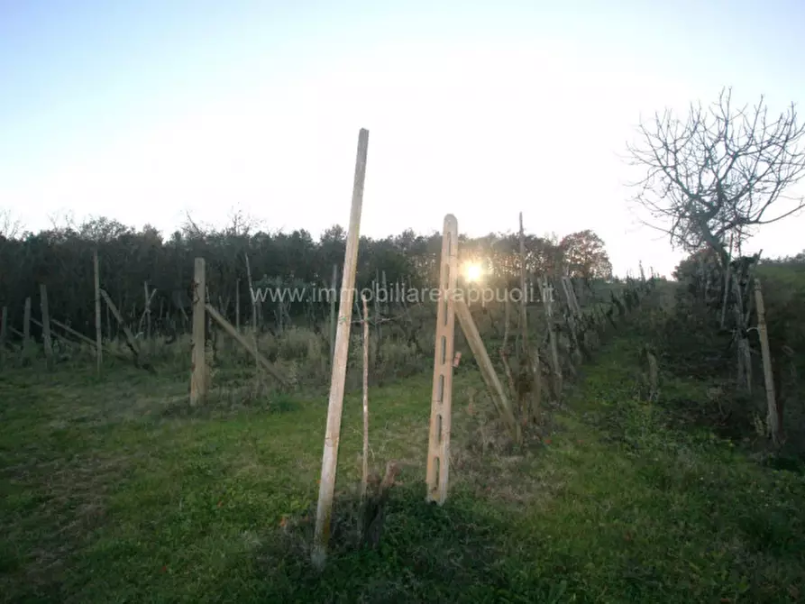 Immagine 2 di Rustico / casale in vendita  a Sinalunga