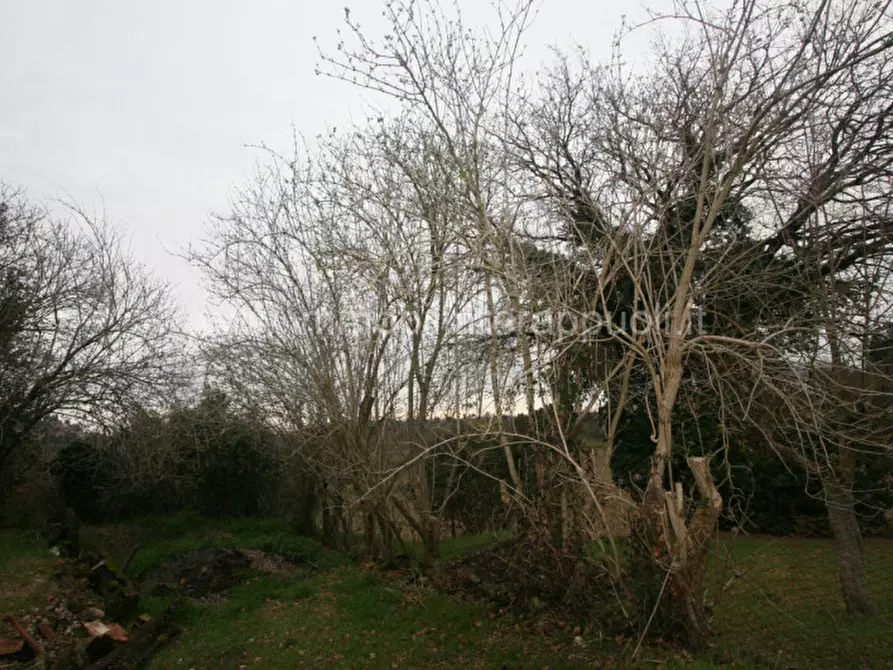 Immagine 4 di Rustico / casale in vendita  a Cetona