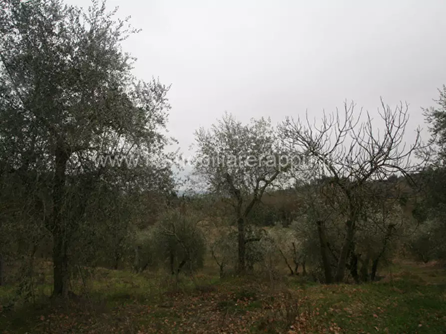 Immagine 7 di Rustico / casale in vendita  a Cetona