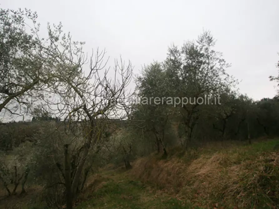 Immagine 9 di Rustico / casale in vendita  a Cetona