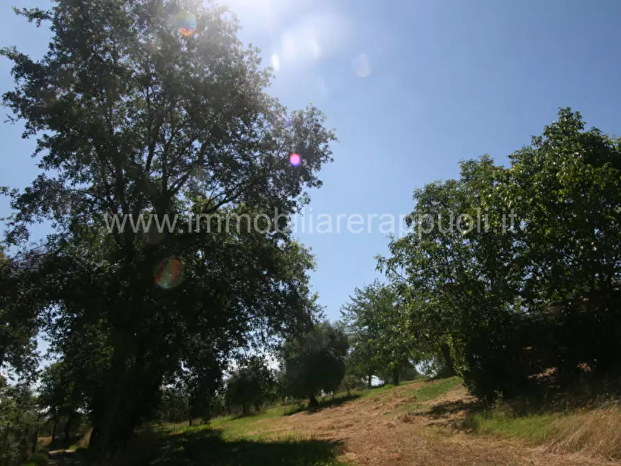 Immagine 5 di Rustico / casale in vendita  a Sinalunga