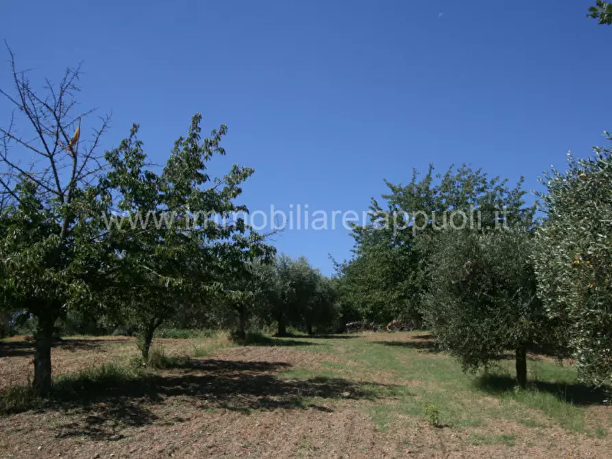 Immagine 7 di Rustico / casale in vendita  a Sinalunga