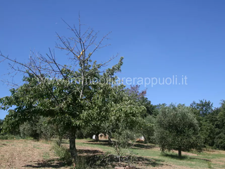 Immagine 8 di Rustico / casale in vendita  a Sinalunga