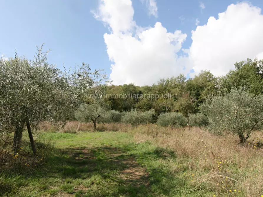 Immagine 5 di Casa indipendente in vendita  a Sinalunga