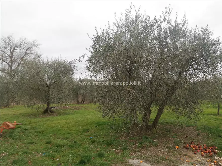 Immagine 11 di Casa indipendente in vendita  a Lucignano