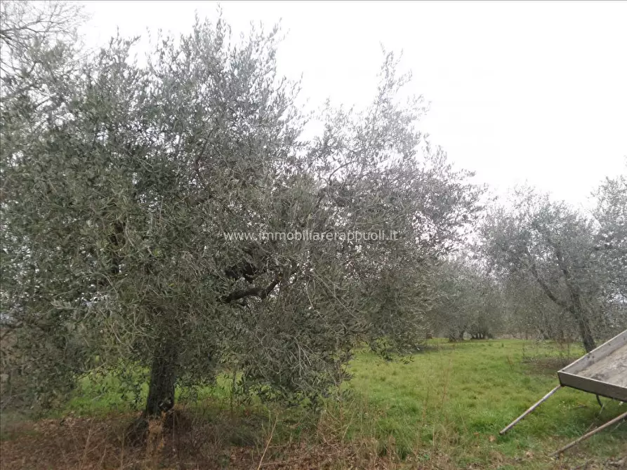 Immagine 14 di Casa indipendente in vendita  a Lucignano