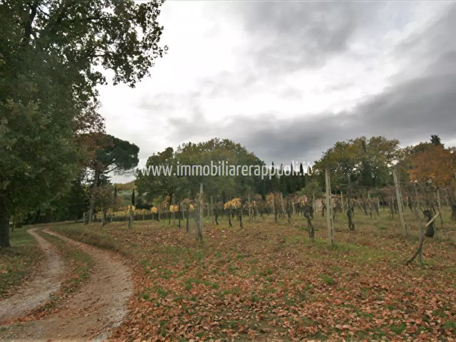 Immagine 6 di Rustico / casale in vendita  a Sinalunga