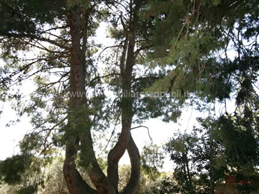 Immagine 18 di Rustico / casale in vendita  a Trequanda