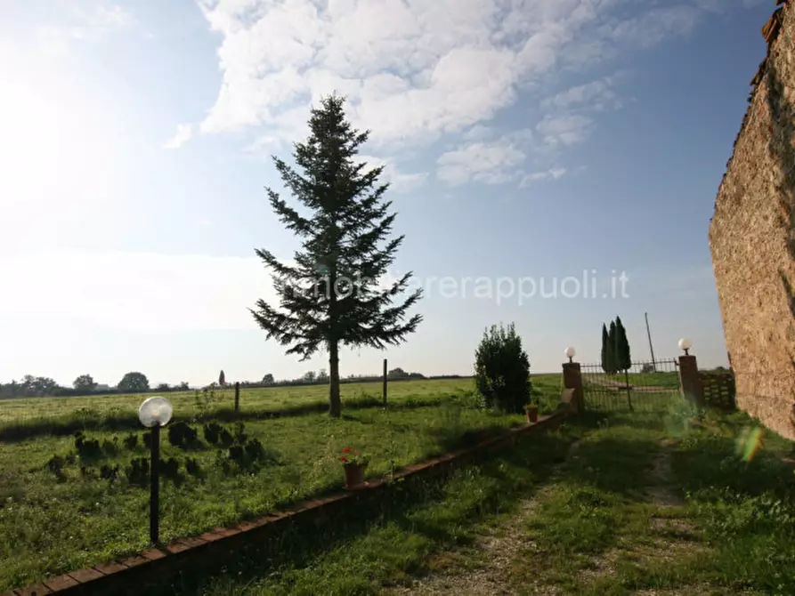 Immagine 2 di Rustico / casale in vendita  a Asciano