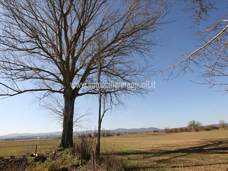 Immagine 18 di Rustico / casale in vendita  a Sinalunga