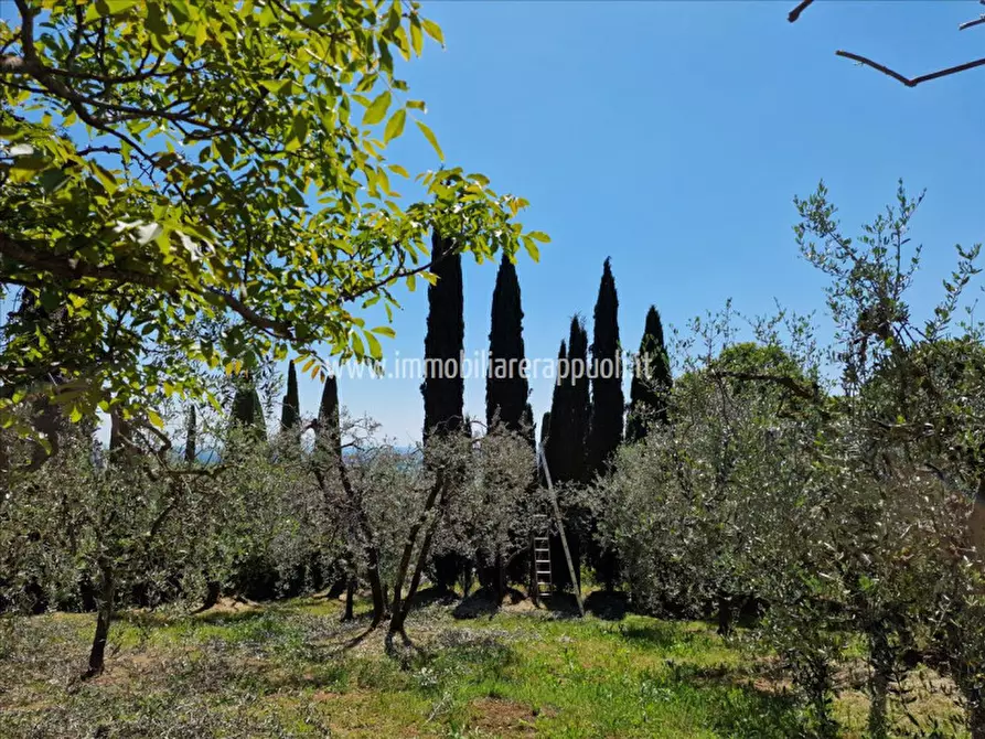 Immagine 9 di Rustico / casale in vendita  a Sinalunga