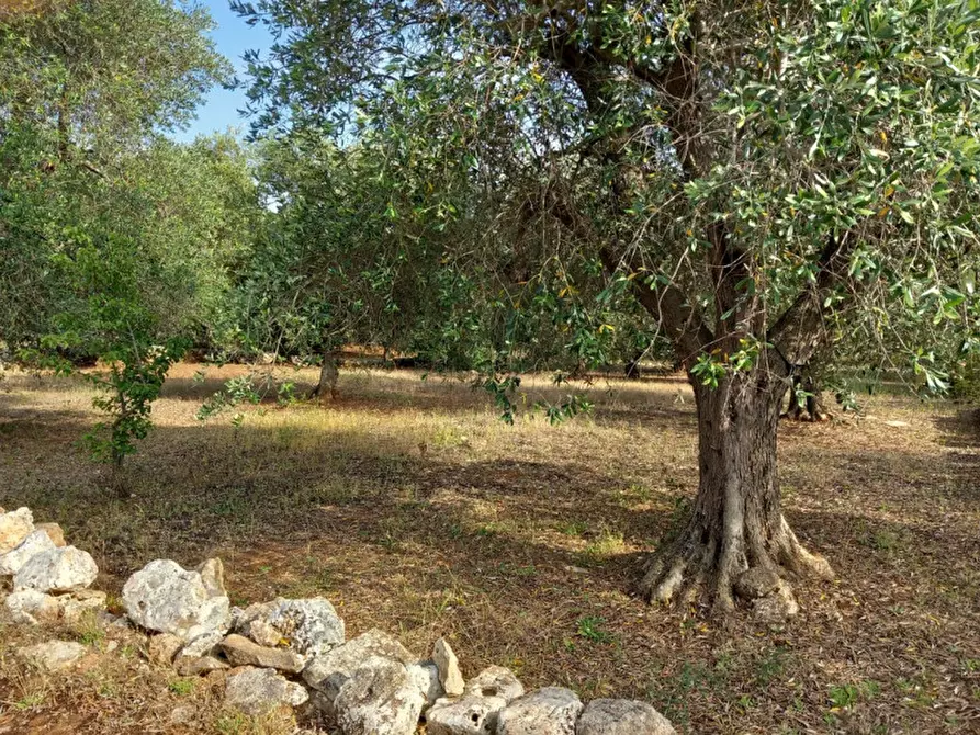 Immagine 10 di Rustico / casale in vendita  in C.da Citrignano a Ostuni