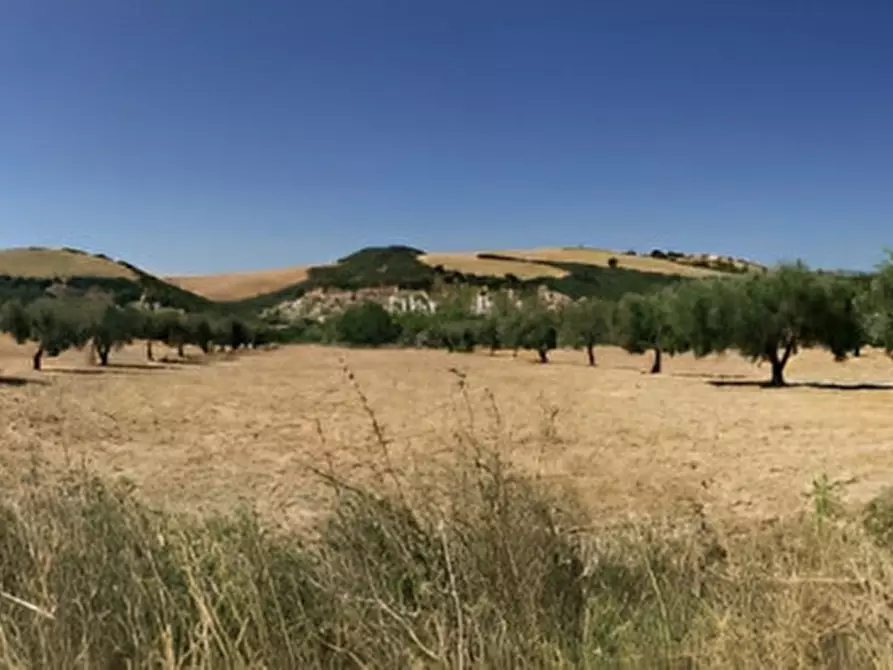 Immagine 3 di Terreno in vendita  in contrada salandrella a Ferrandina