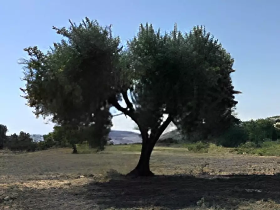 Immagine 14 di Terreno in vendita  in contrada salandrella a Ferrandina