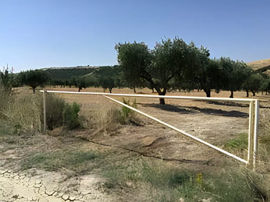 Immagine 24 di Terreno in vendita  in contrada salandrella a Ferrandina