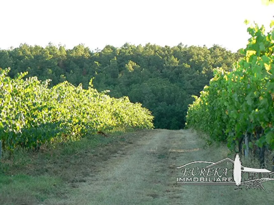 Immagine 11 di Terreno in vendita  a Castiglione Del Lago