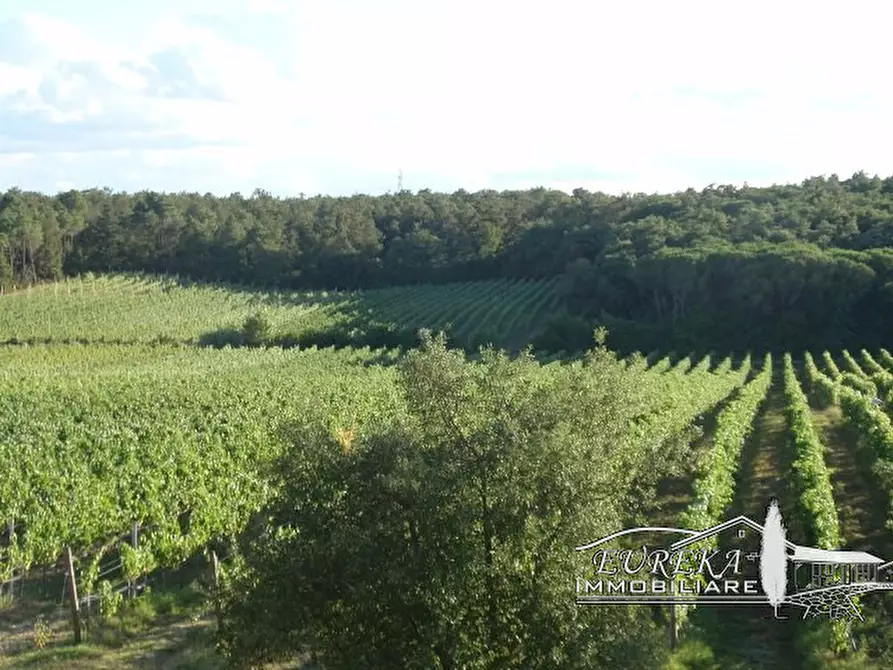 Immagine 28 di Terreno in vendita  a Castiglione Del Lago