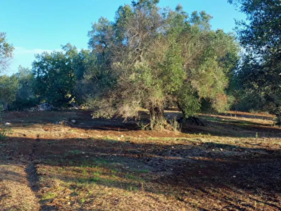 Immagine 5 di Rustico / casale in vendita  in C.da Barone a Ceglie Messapico