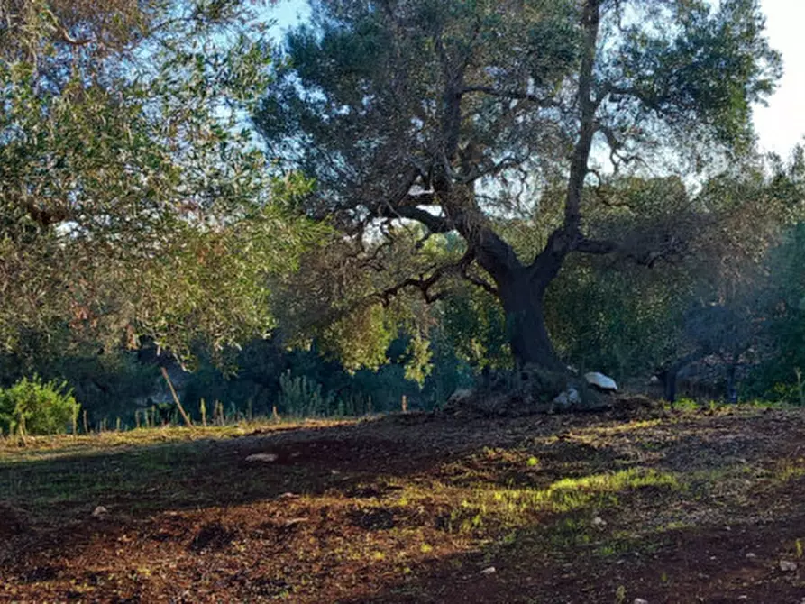 Immagine 6 di Rustico / casale in vendita  in C.da Barone a Ceglie Messapico