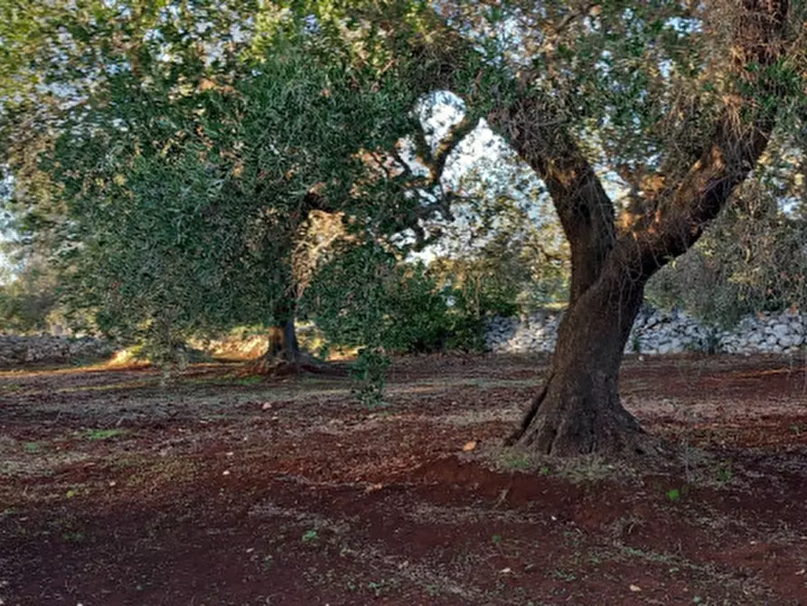 Immagine 7 di Rustico / casale in vendita  in C.da Barone a Ceglie Messapico