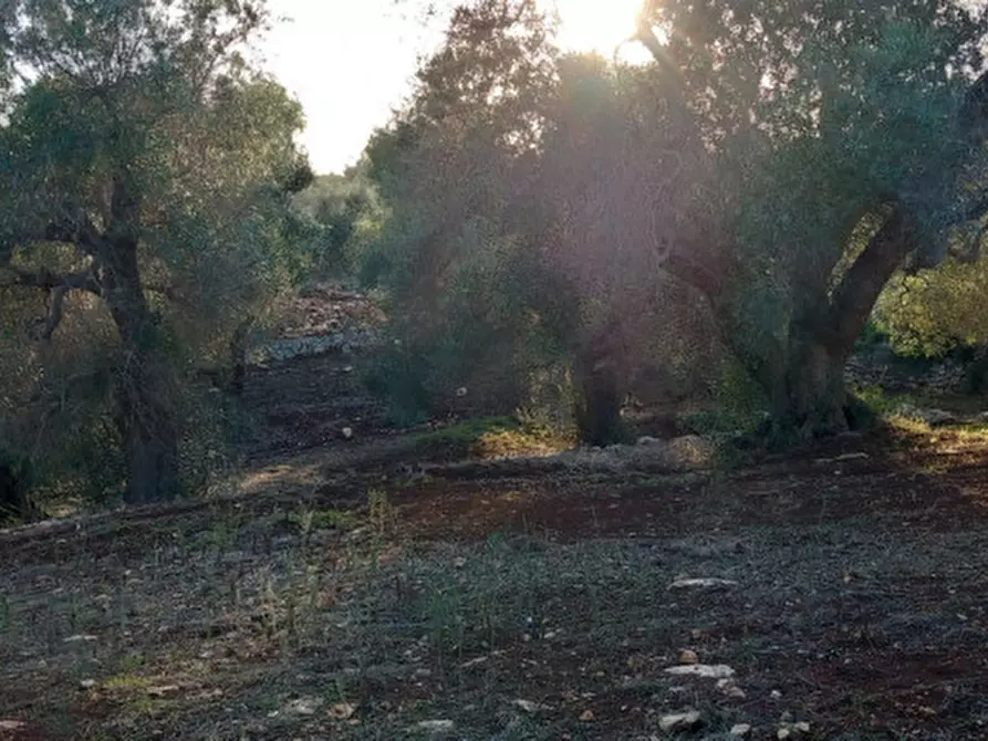 Immagine 8 di Rustico / casale in vendita  in C.da Barone a Ceglie Messapico