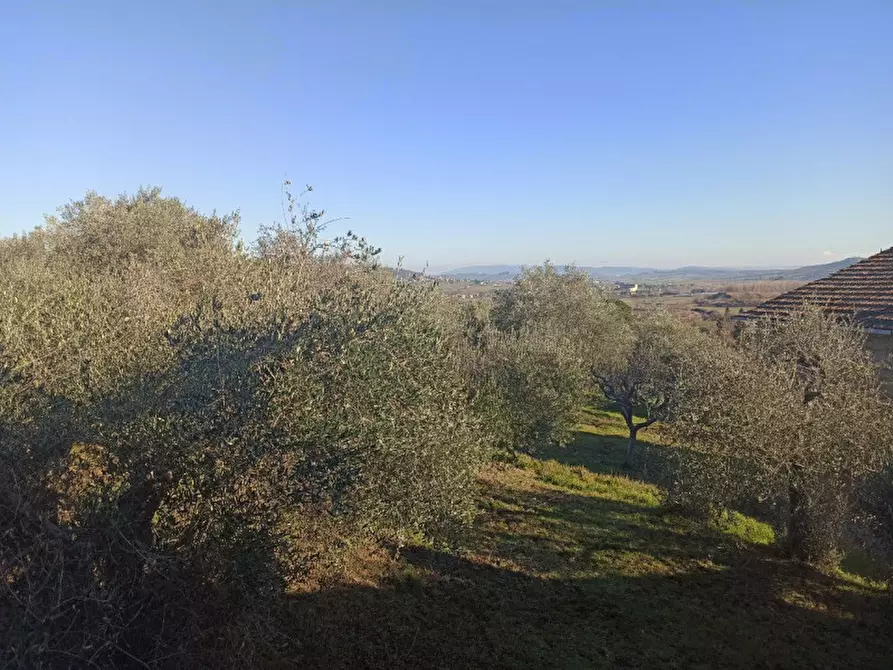 Immagine 5 di Terreno in vendita  a Piegaro