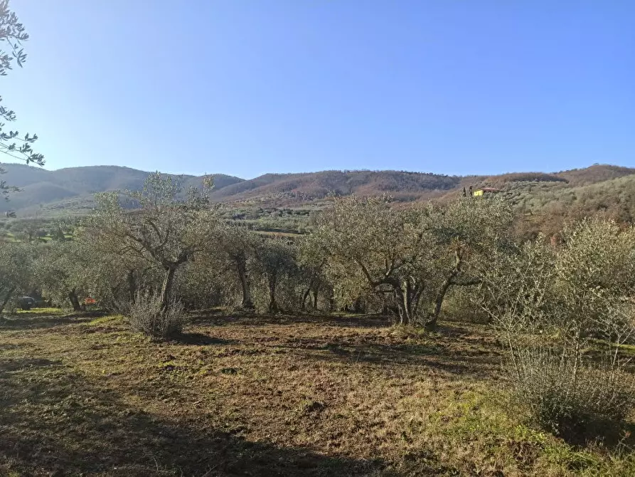 Immagine 6 di Terreno in vendita  a Piegaro