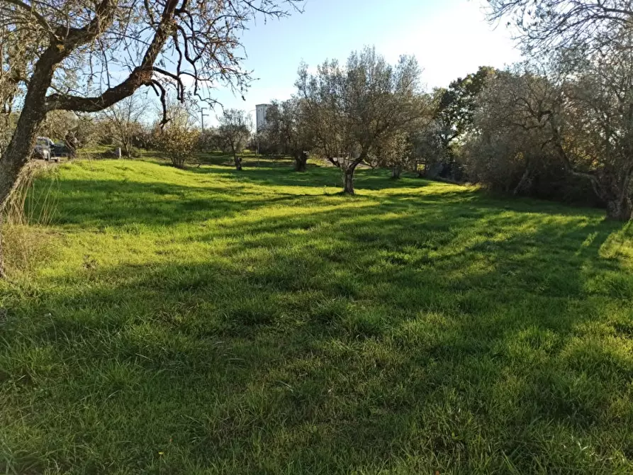 Immagine 2 di Terreno in vendita  in Località Santa Maria a Monteleone D'orvieto