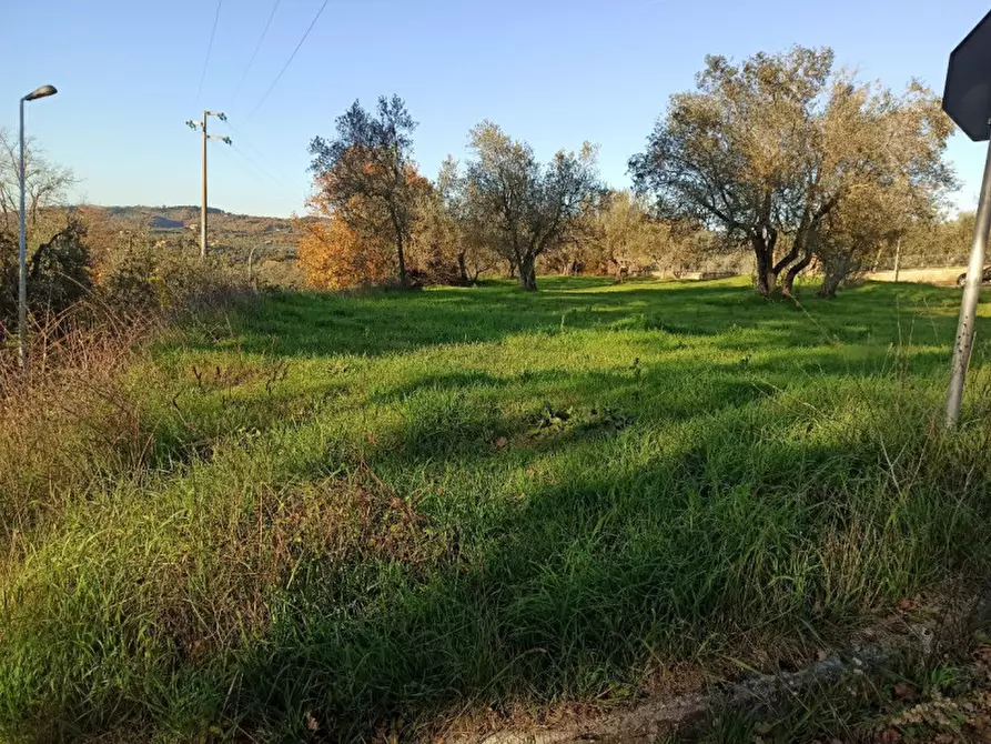 Immagine 6 di Terreno in vendita  in Località Santa Maria a Monteleone D'orvieto