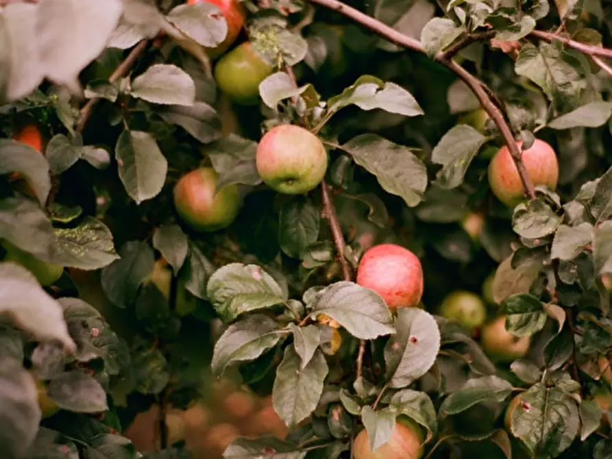 Immagine 2 di Terreno in vendita  in località caselle a Valeggio Sul Mincio