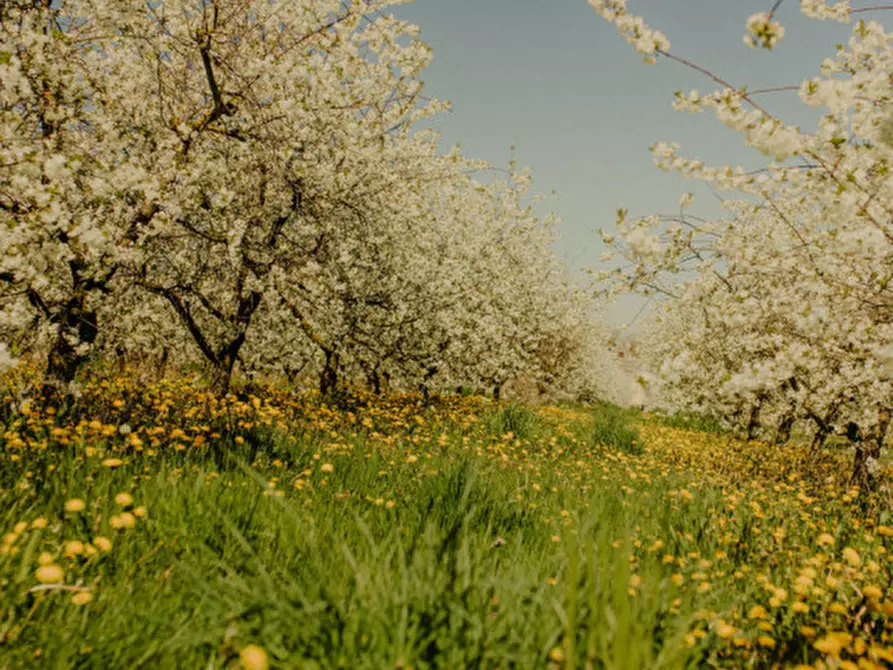 Immagine 3 di Terreno in vendita  in località caselle a Valeggio Sul Mincio