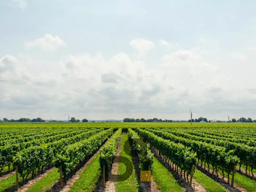 Immagine 6 di Terreno in vendita  in località caselle a Valeggio Sul Mincio