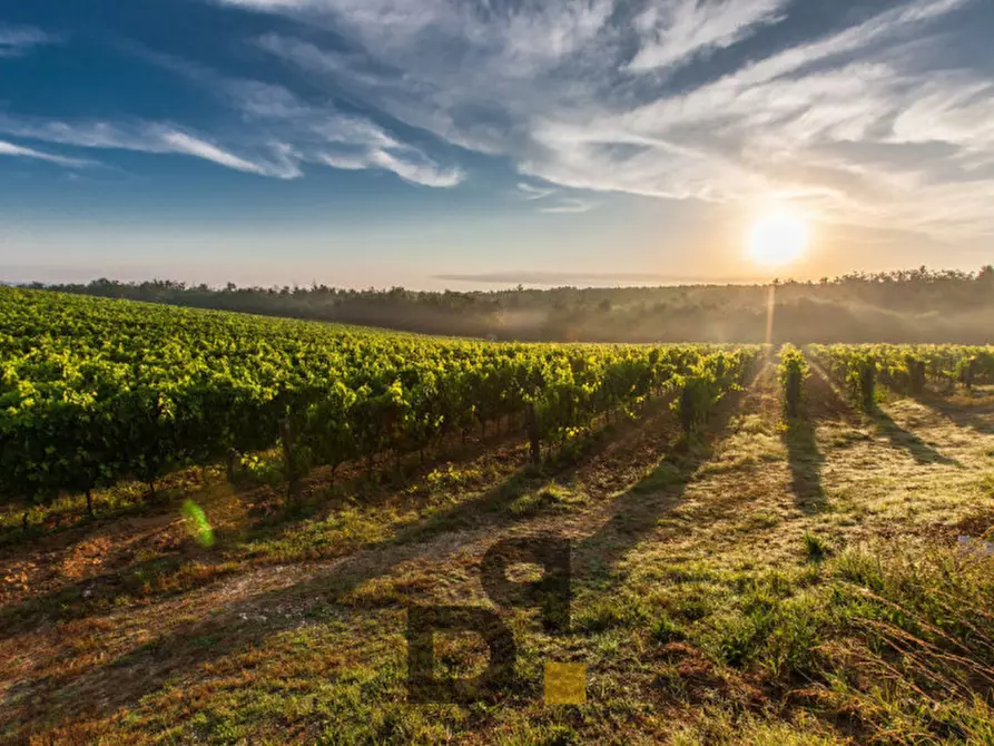 Immagine 6 di Terreno in vendita  in località caselle a Valeggio Sul Mincio