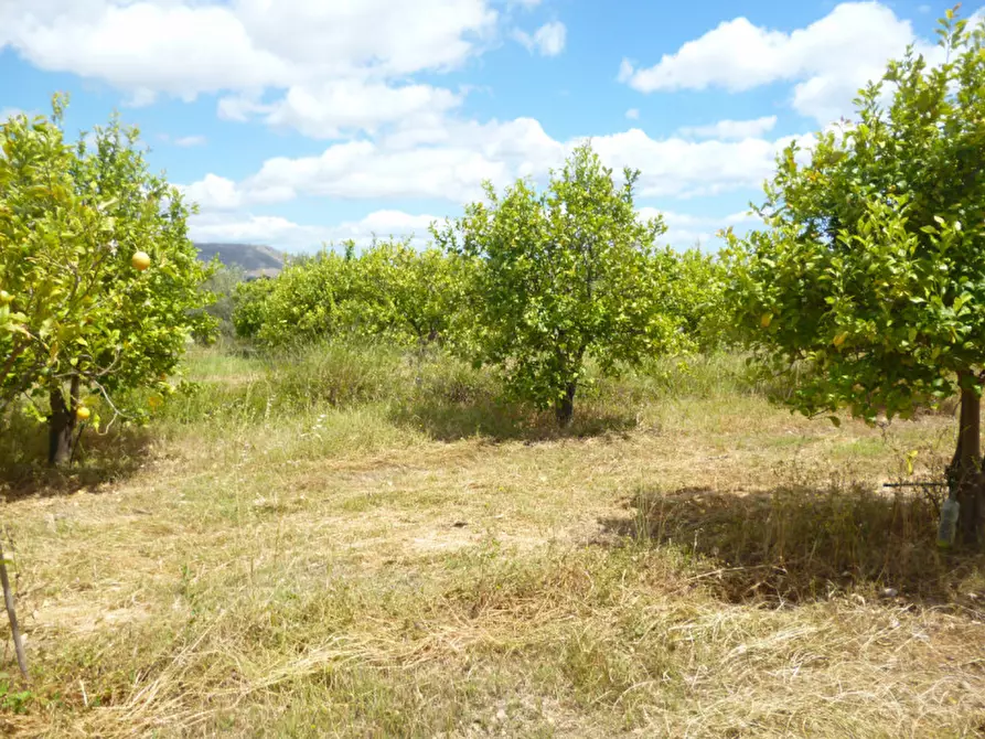 Immagine 4 di Terreno in vendita  a Avola
