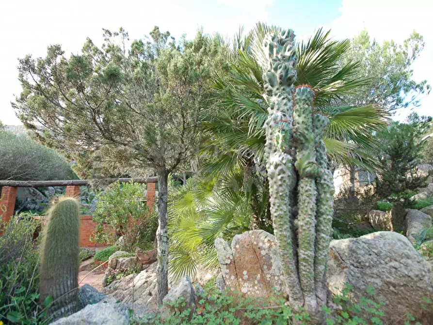 Immagine 57 di Villa in vendita  in Suareddu a La Maddalena