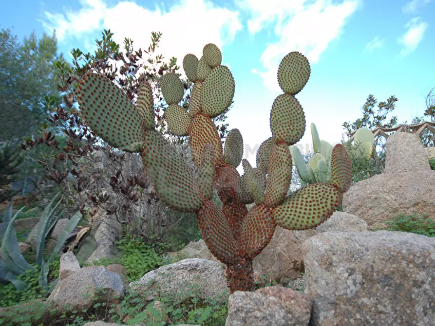Immagine 58 di Villa in vendita  in Suareddu a La Maddalena