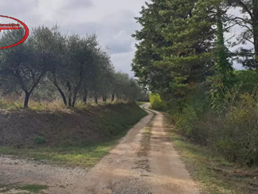 Immagine 3 di Terreno in vendita  a Montevarchi