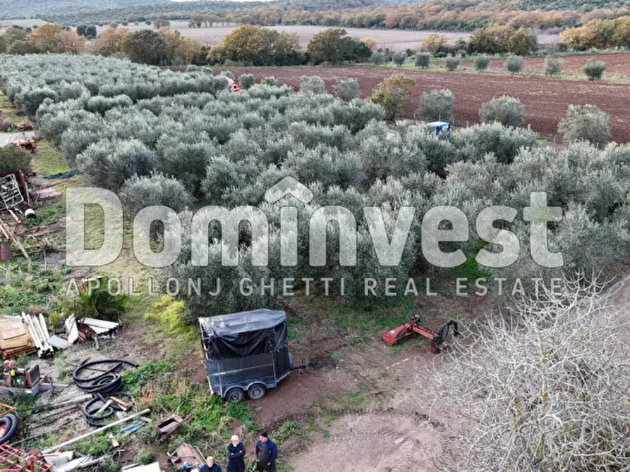 Immagine 7 di Rustico / casale in vendita  in località torre palazzi a Capalbio