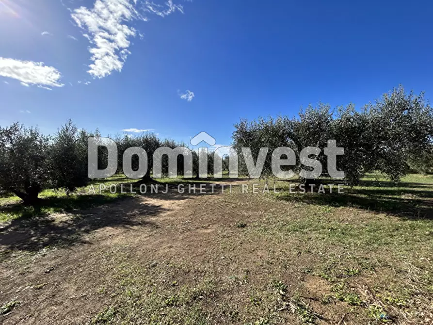 Immagine 8 di Villa in vendita  in carige alta a Capalbio